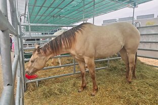 Zväčšiť fotografiu - Agrishow brno