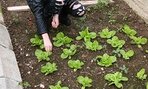 2.A pletie šalátu v skleníku